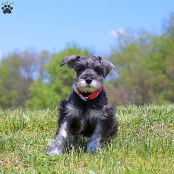 Layla, Miniature Schnauzer Puppy